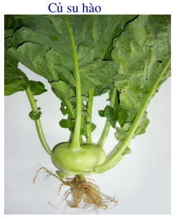 Lý thuyết Sinh học lớp 6 bài 18