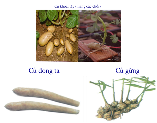 Lý thuyết Sinh học lớp 6 bài 18