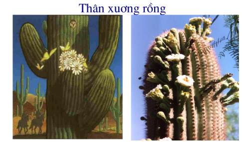 Lý thuyết Sinh học lớp 6 bài 18