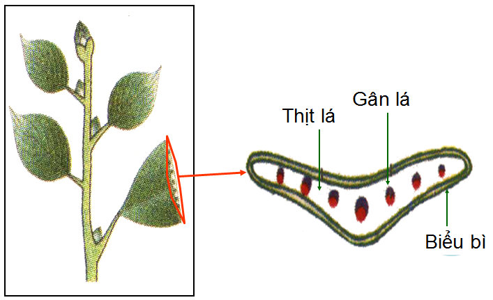 Lý thuyết Sinh học lớp 6 bài 20