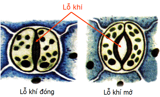 Lý thuyết Sinh học lớp 6 bài 20