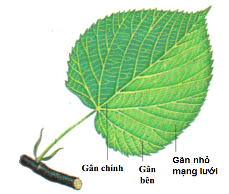 Lý thuyết Sinh học lớp 6 bài 20