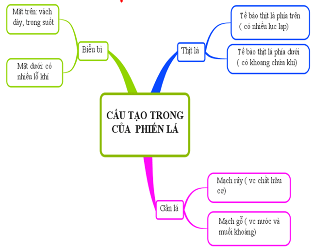 Lý thuyết Sinh học lớp 6 bài 20