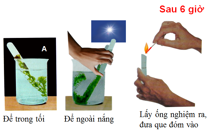 Lý thuyết Sinh học lớp 6 bài 21