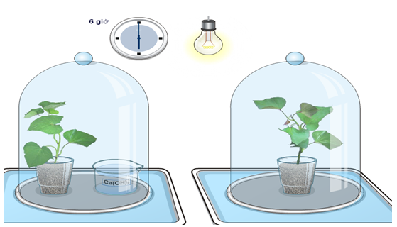 Lý thuyết Sinh học lớp 6 bài 21