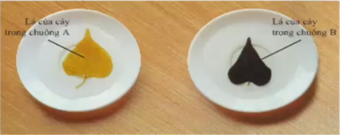 Lý thuyết Sinh học lớp 6 bài 21