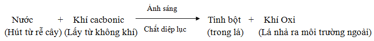 Lý thuyết Sinh học lớp 6 bài 21