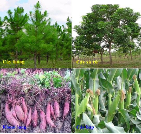 Lý thuyết Sinh học lớp 6 bài 22