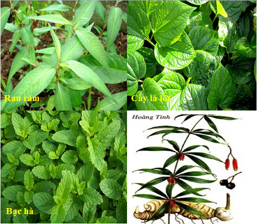 Lý thuyết Sinh học lớp 6 bài 22