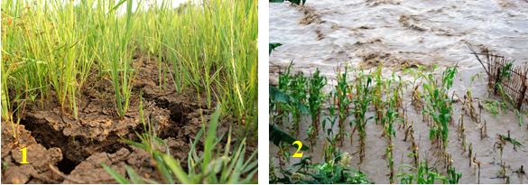 Lý thuyết Sinh học lớp 6 bài 22