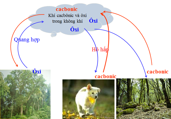 Lý thuyết Sinh học lớp 6 bài 22