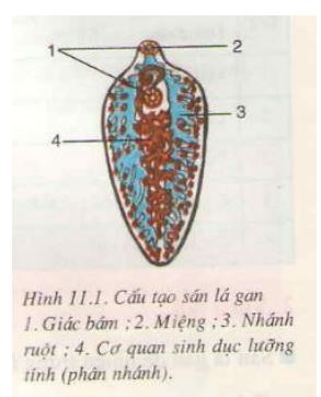 Lý thuyết Sinh học 7