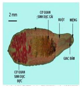 Lý thuyết Sinh học 7
