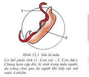 Lý thuyết Sinh học 7