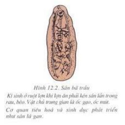 Lý thuyết Sinh học 7