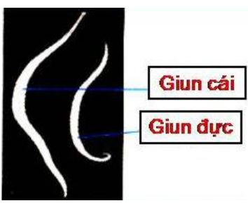 Lý thuyết Sinh học 7