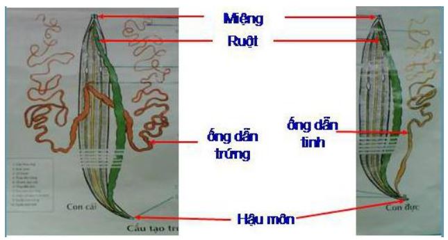 Lý thuyết Sinh học 7