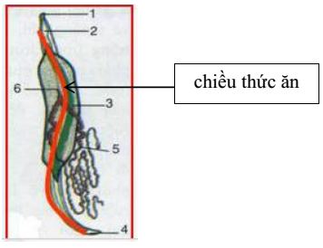 Lý thuyết Sinh học 7