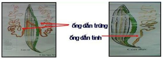 Lý thuyết Sinh học 7