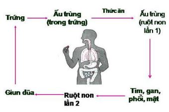 Lý thuyết Sinh học 7