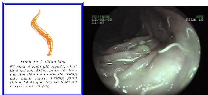 Lý thuyết Sinh học 7