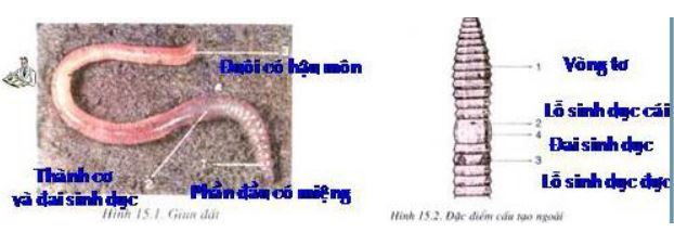 Lý thuyết Sinh học 7