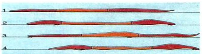 Lý thuyết Sinh học 7