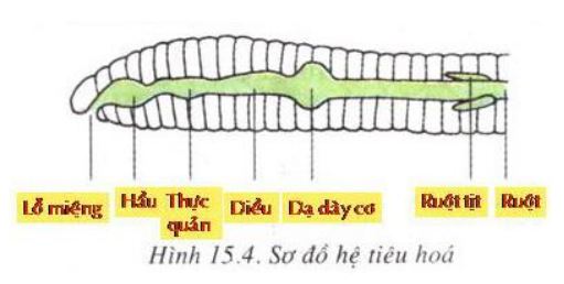 Lý thuyết Sinh học 7