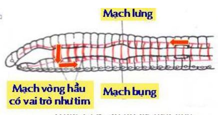 Lý thuyết Sinh học 7