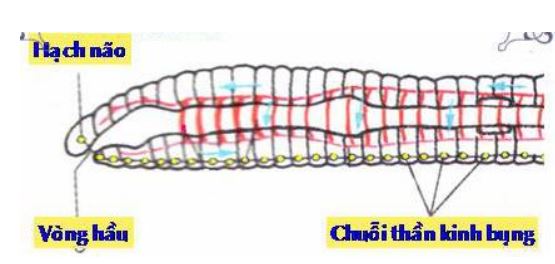 Lý thuyết Sinh học 7