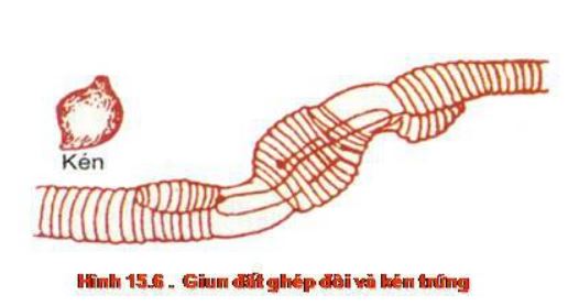 Lý thuyết Sinh học 7