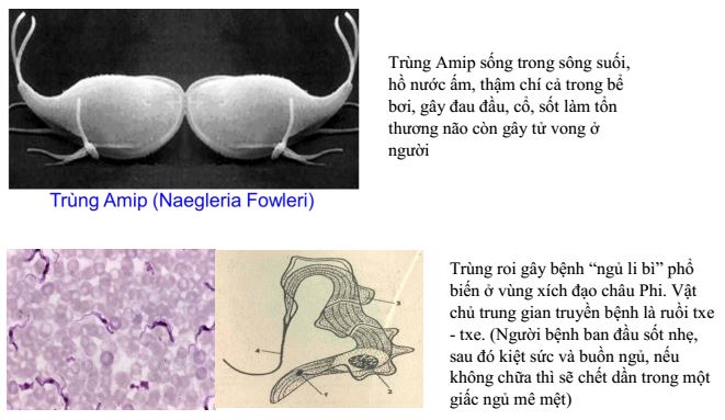 Lý thuyết Sinh học 7