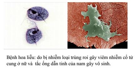 Lý thuyết Sinh học 7