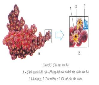 Lý thuyết Sinh học 7