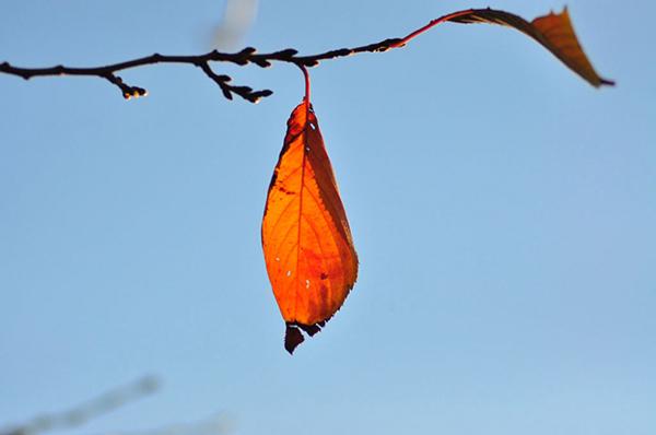 Phân tích nhân vật Giôn xi trong truyện ngắn “Chiếc lá cuối cùng” của O Hen ri