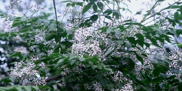 Thuyết minh cây xoan