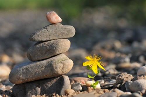 một vùng sỏi đá khô cằn cây hoa dại vẫn mọc lên