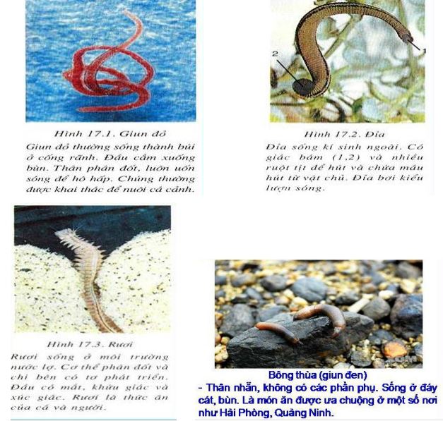 Lý thuyết Sinh học 7