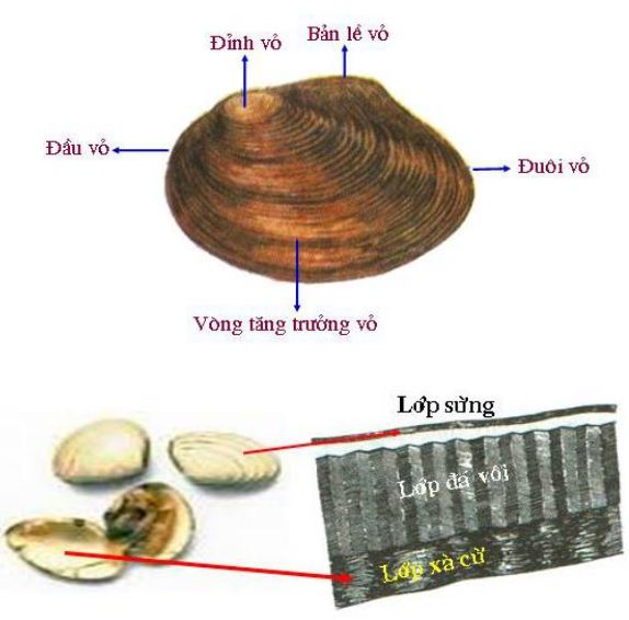 Lý thuyết Sinh học 7