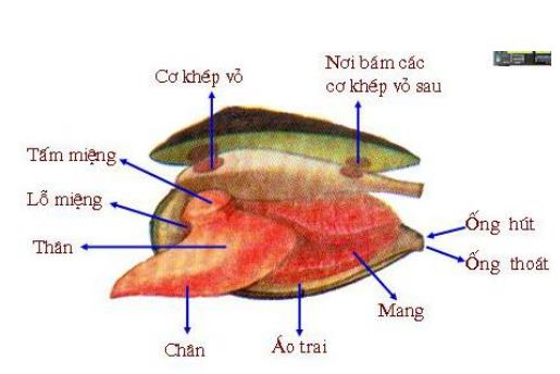 Lý thuyết Sinh học 7