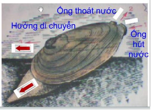 Lý thuyết Sinh học 7