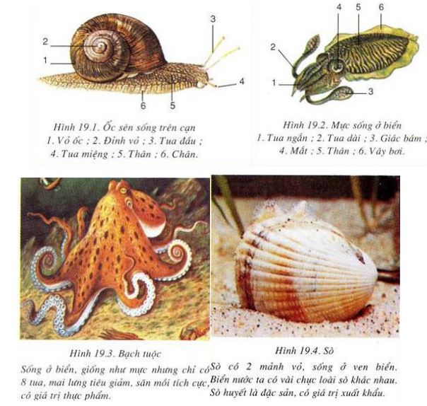 Lý thuyết Sinh học 7