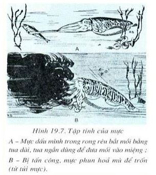 Lý thuyết Sinh học 7