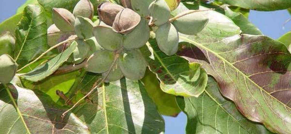 Lập dàn ý biểu cảm về cây Bàng