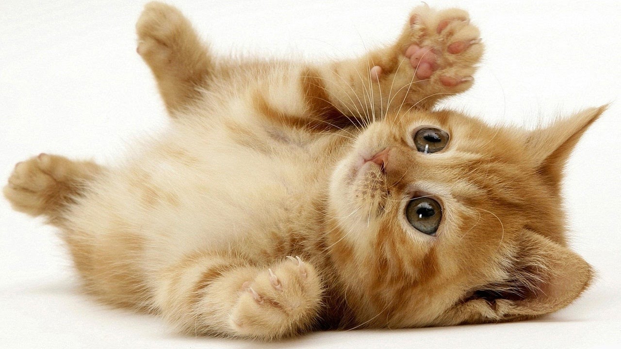 Bài văn mẫu lớp 8 số 2 đề 1: Hãy kể về một kỉ niệm đáng nhớ đối với một con vật nuôi mà em yêu thích