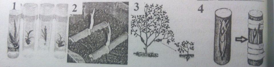 Đề ôn tập học kì 1 môn Sinh học lớp 6 - Đề 1