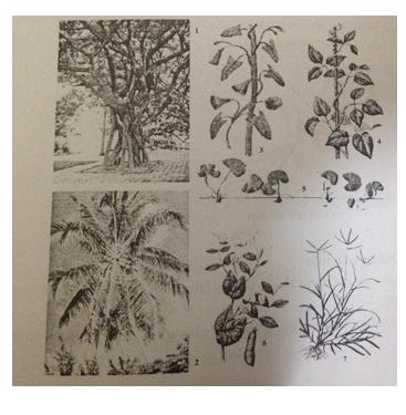 Đề ôn tập học kì 1 môn Sinh học lớp 6 - Đề 1