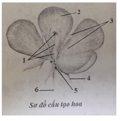 Đề ôn tập học kì 1 môn Sinh học lớp 6