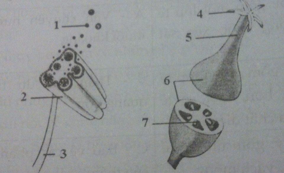 Đề ôn tập học kì 1 môn Sinh học lớp 6 - Đề 3