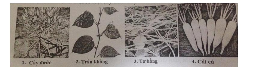 Đề ôn tập học kì 1 môn Sinh học lớp 6 - Đề 3